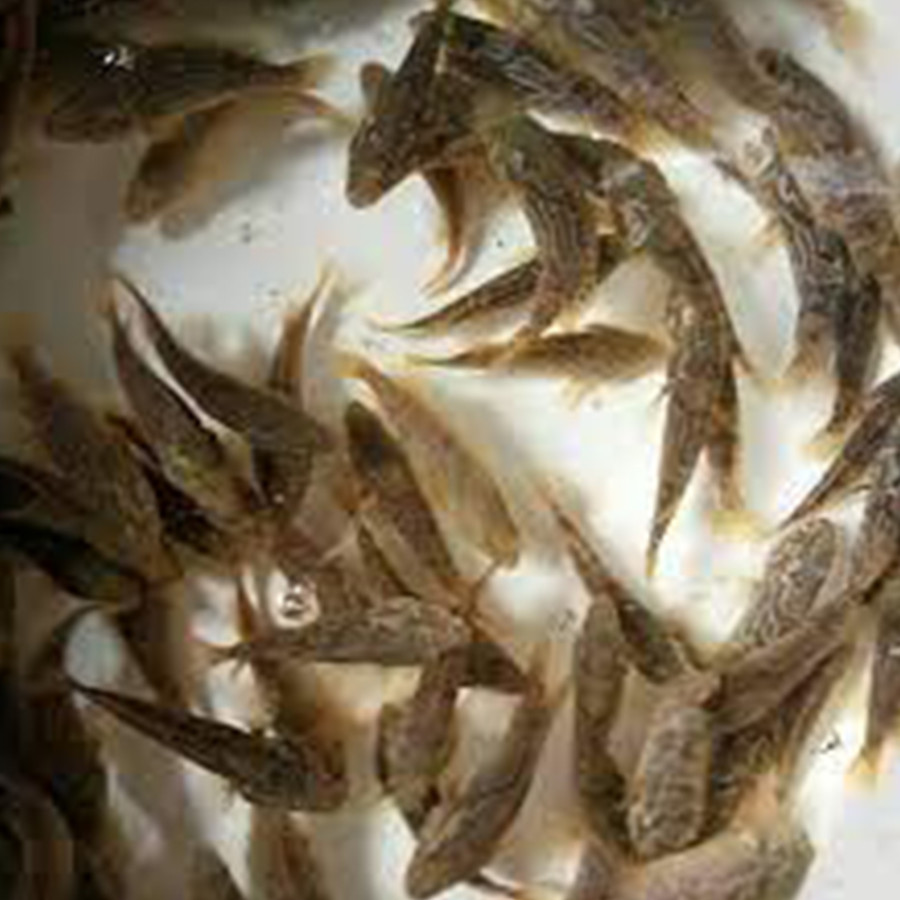 Bibit Ikan Kerapu - utama