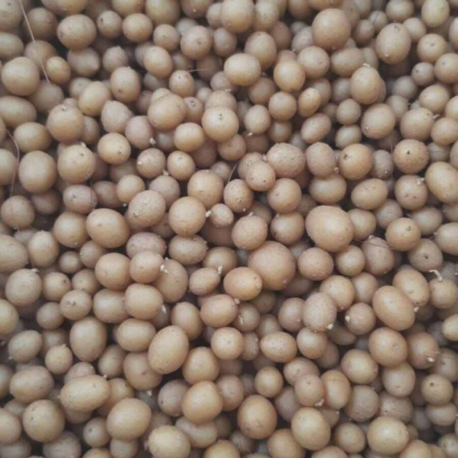 Bibit kentang G0 per paket 500 biji - depan