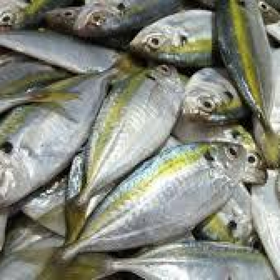 Ikan Kembung