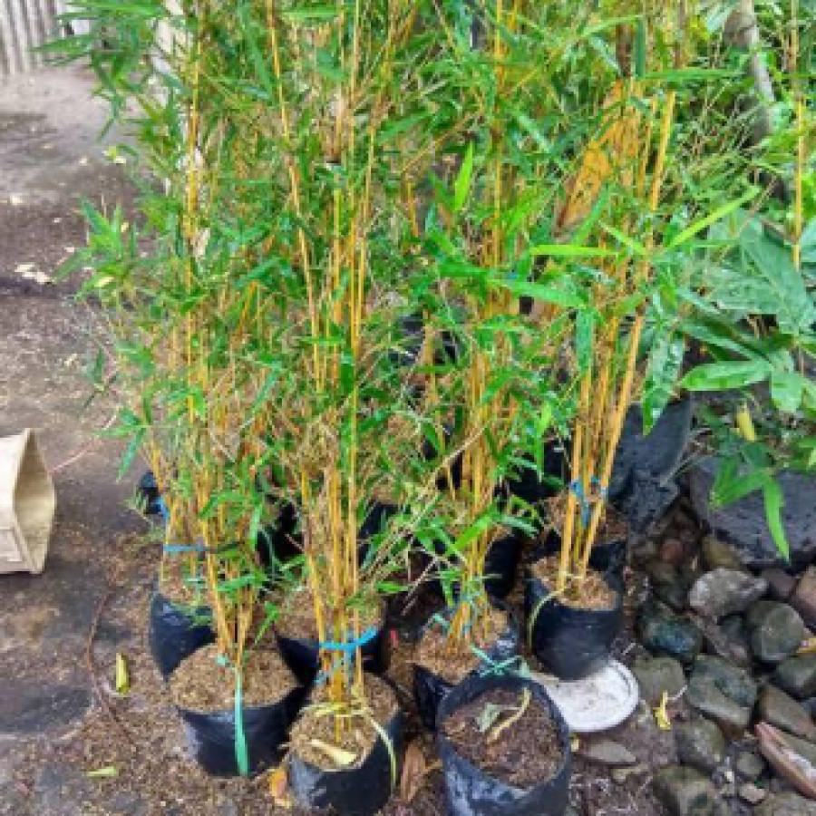 Bibit Bambu Kuning