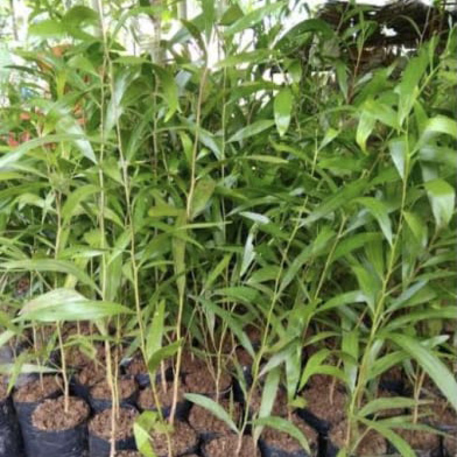 BIBIT AKASIA FORMIS