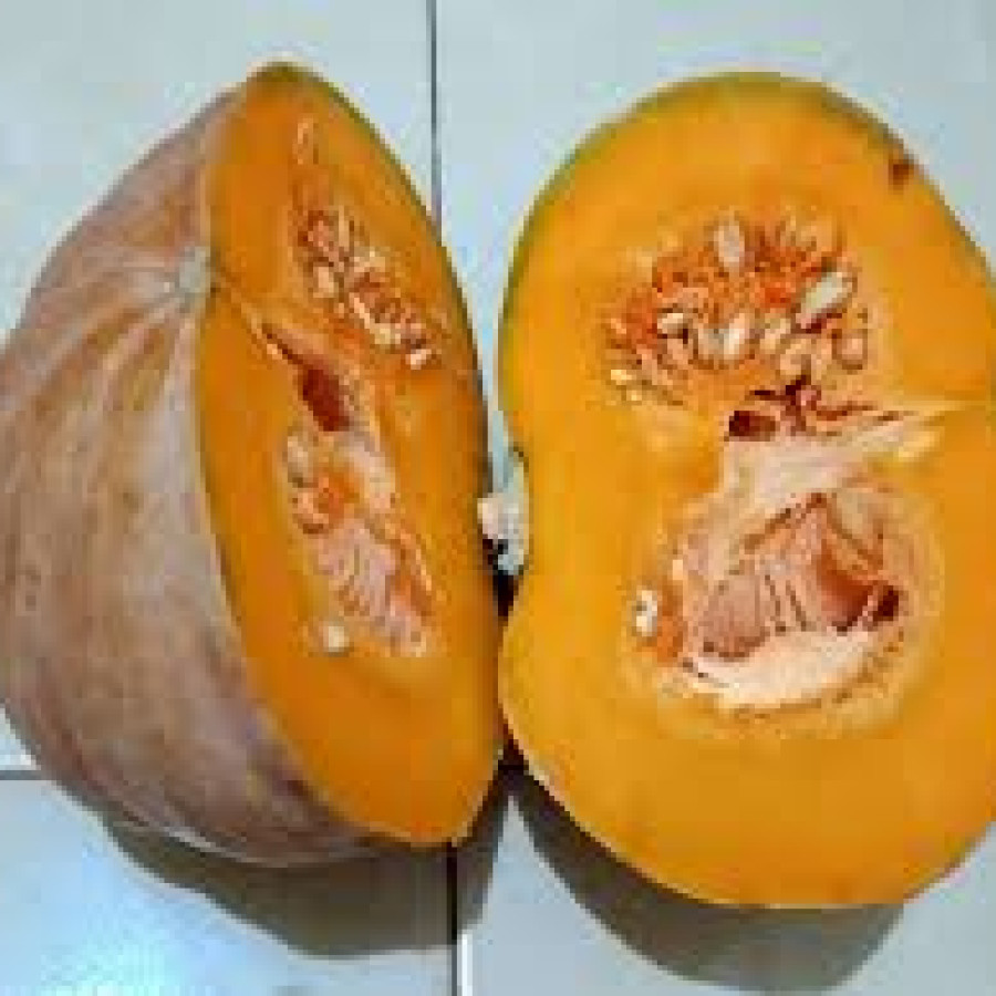 labu kuning matang