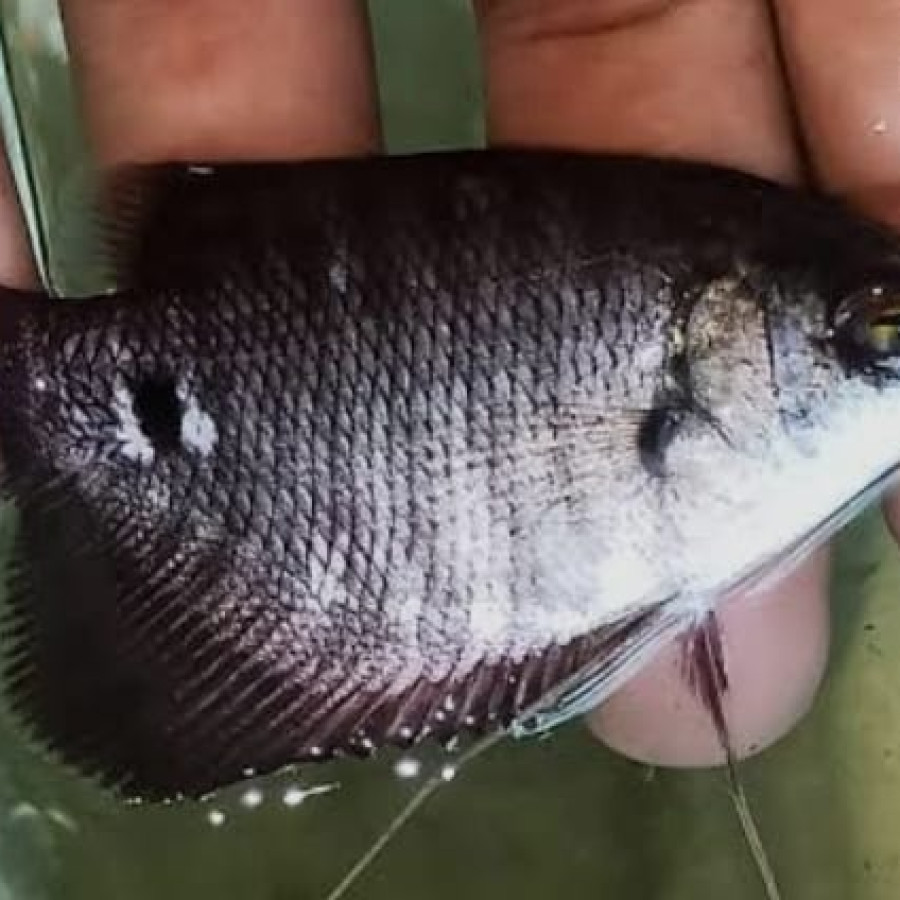 Benih Ikan Gurami