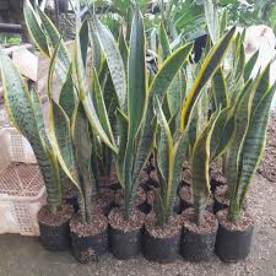 Tanaman hias sansivera