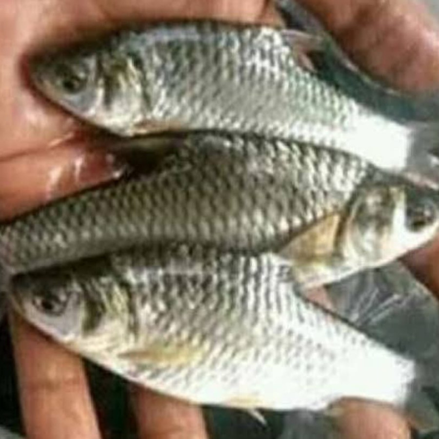 BENIH IKAN TAWES