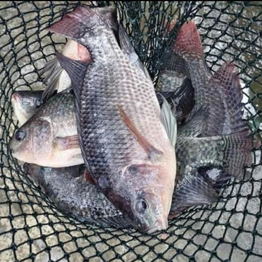 IKAN MUJAIR