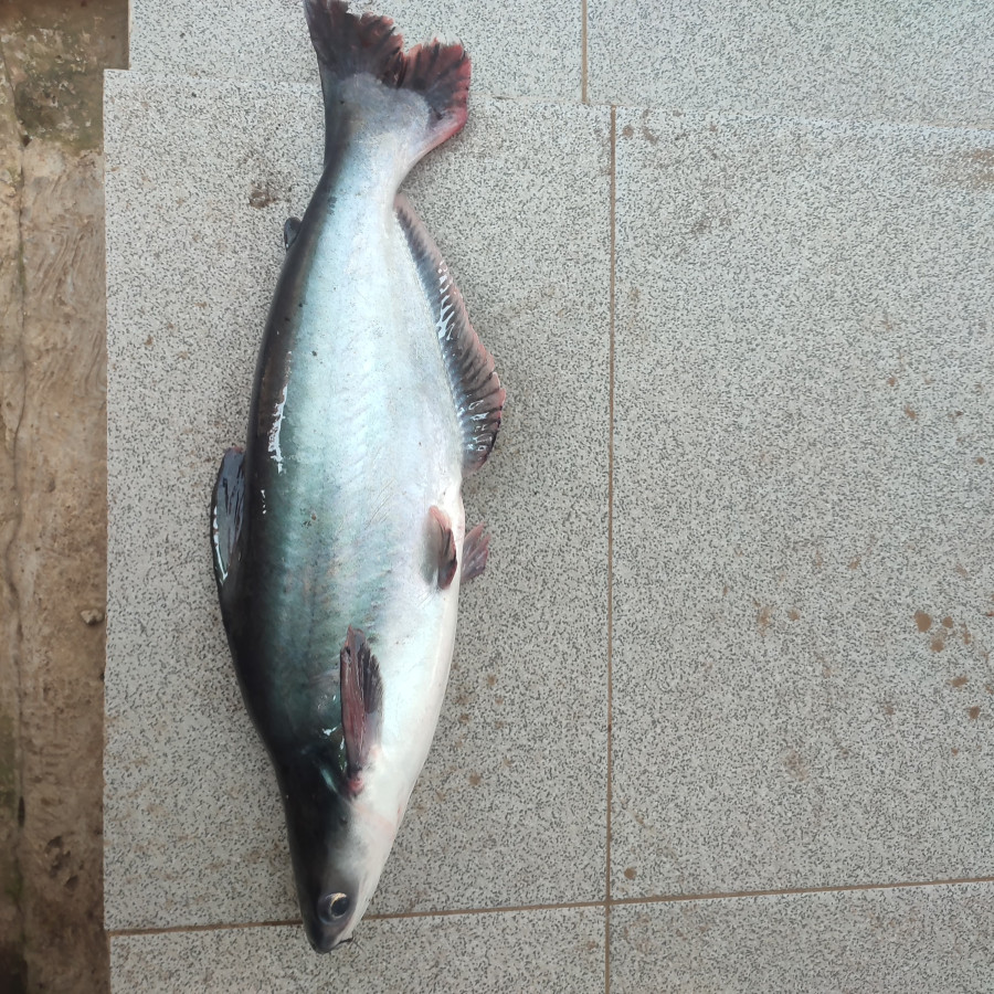 Paket Bahan Baku Lomba Masak Ikan - depan