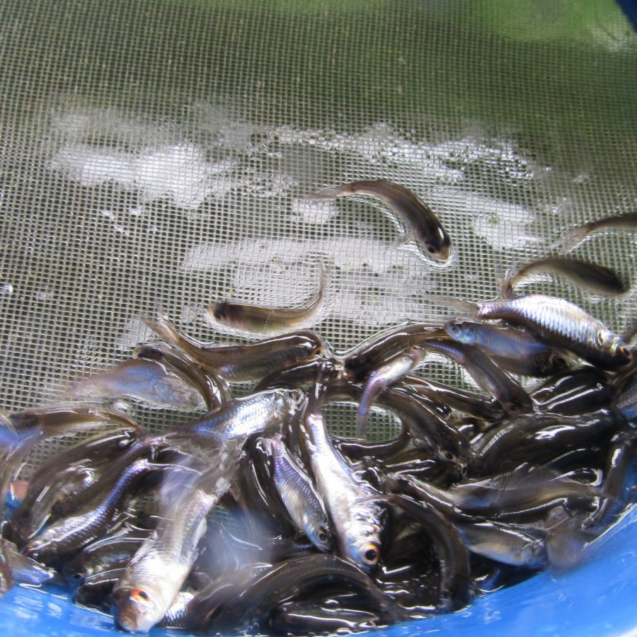 Benih Ikan Baderbang
