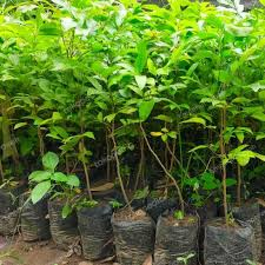 bibit kelengkeng - depan