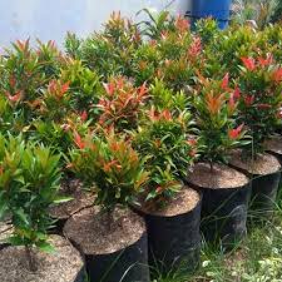 Tanaman / bunga pucuk merah
