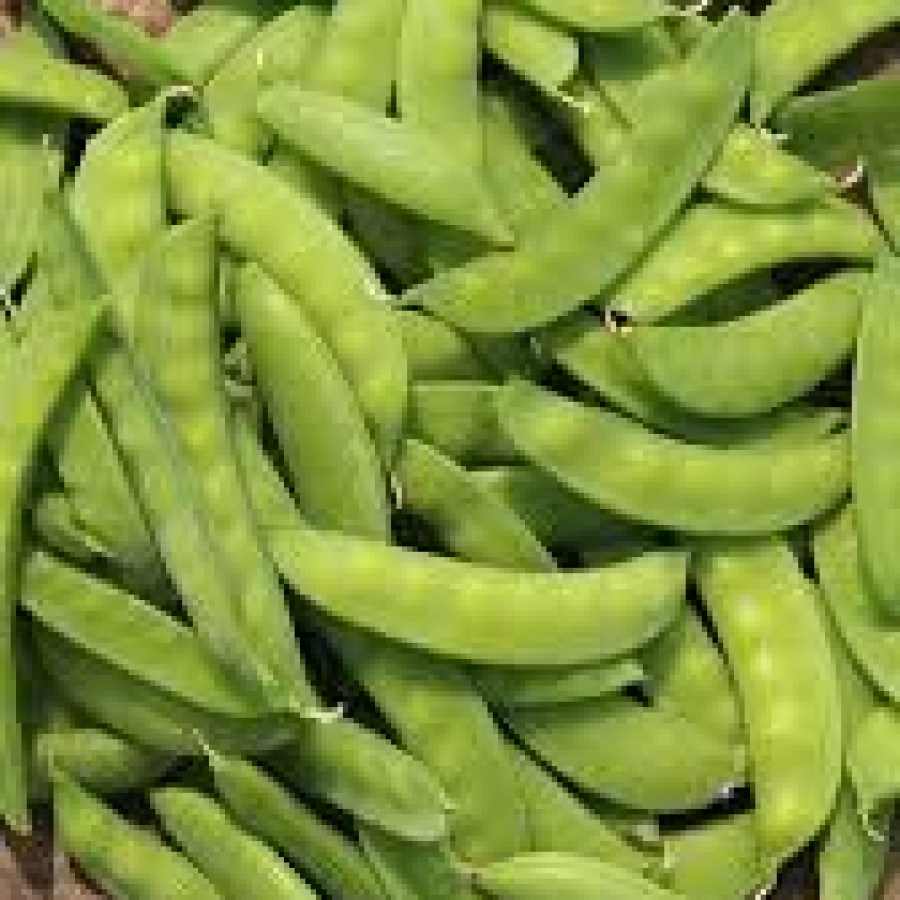Kacang Kapri