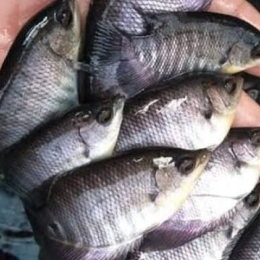 BENIH IKAN GURAMI