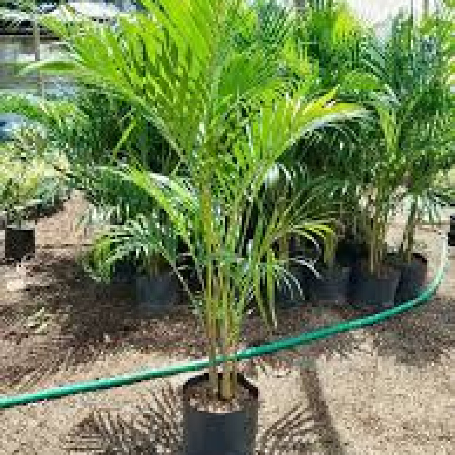 Tanaman Palm Kuning - utama