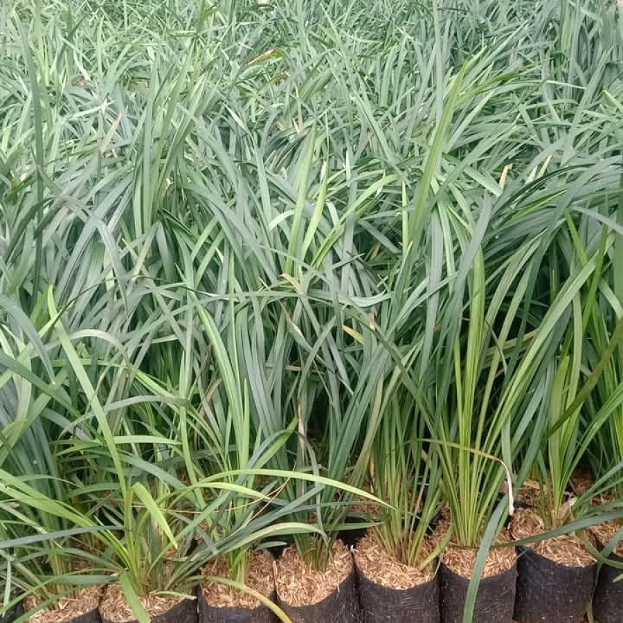 Tanaman Jaburan/ Alang alang Putih - depan