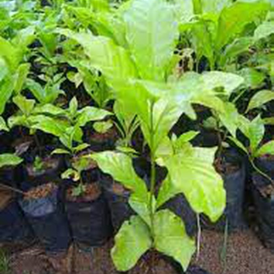 BIBIT KOPI ROBUSTA