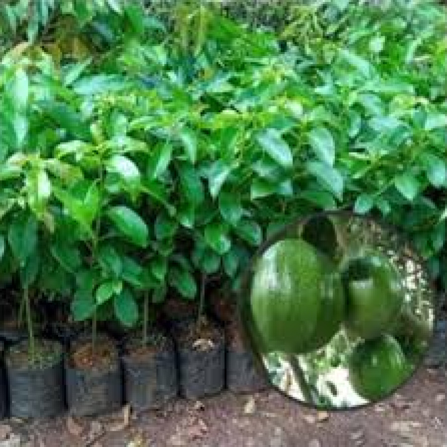Bibit Buah Alpukat Kendil