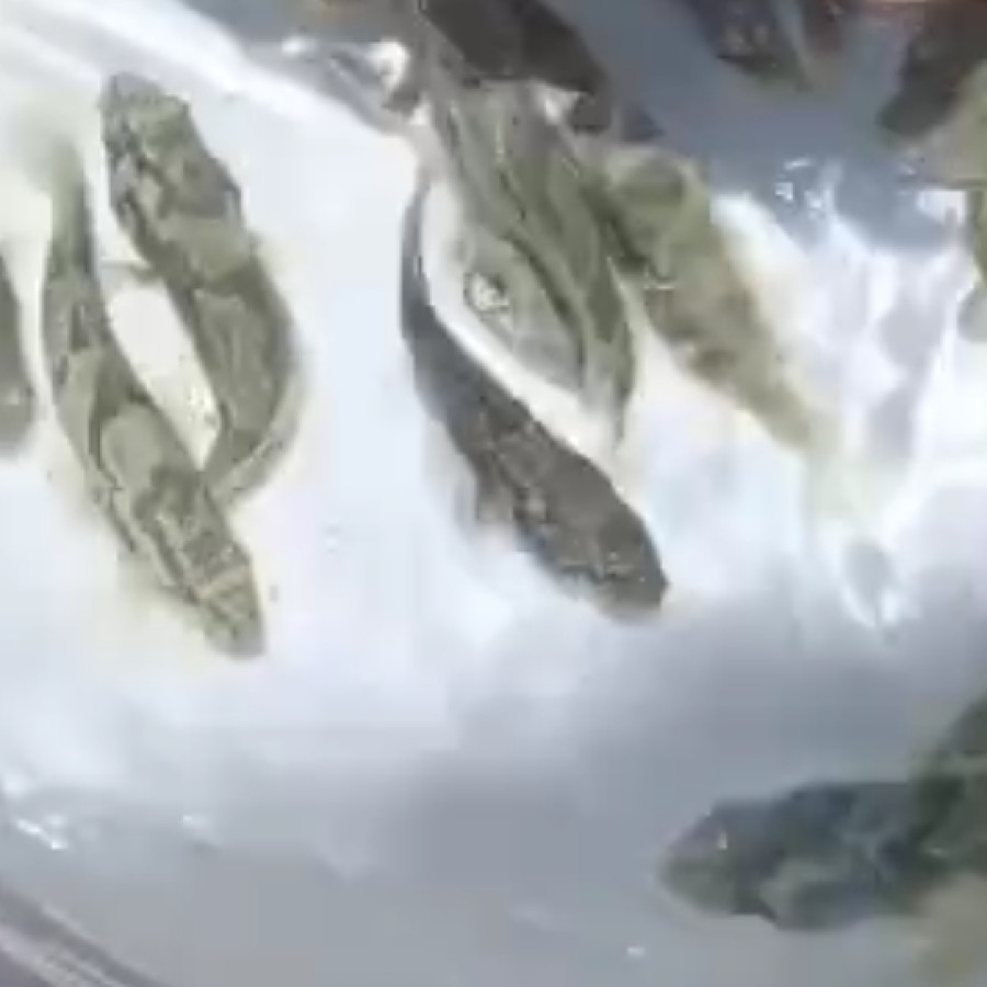 IKAN KERAPU
