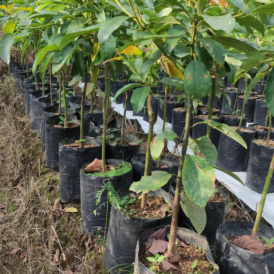 Bibit alpukat Kalibening - depan