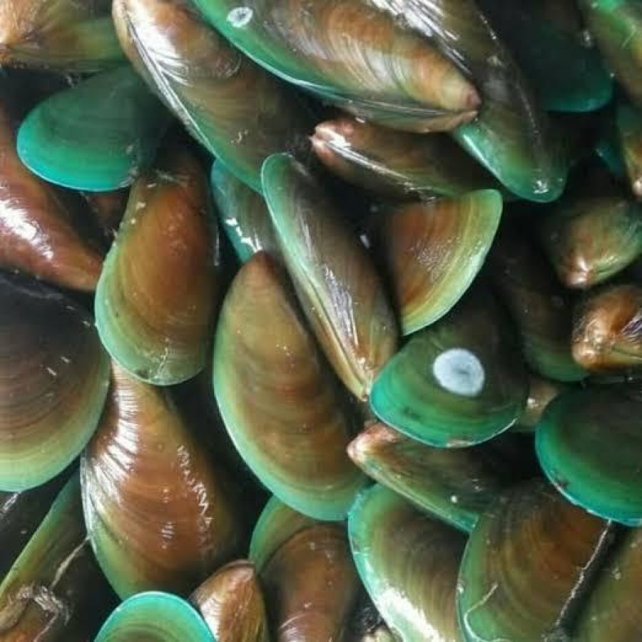 Kerang kupas - depan