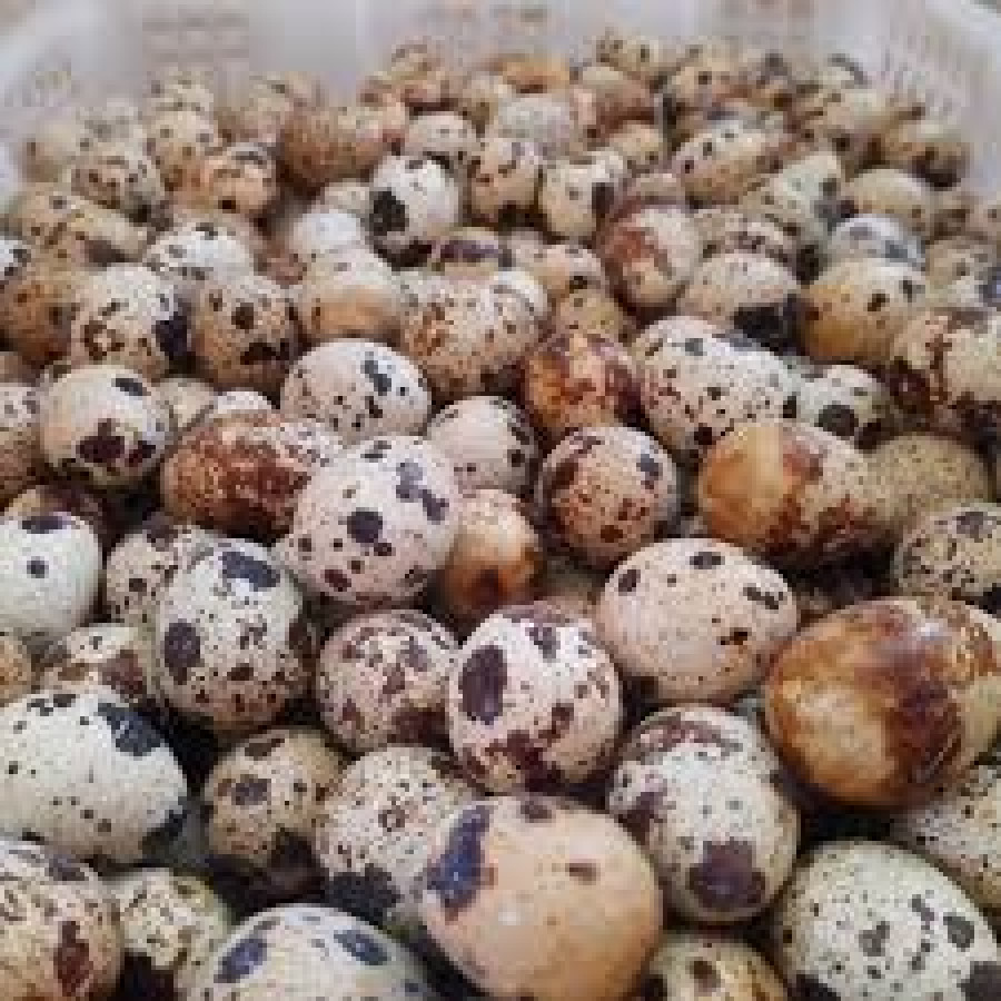telur puyuh.