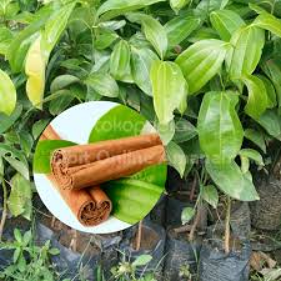 Bibit Kayu Manis