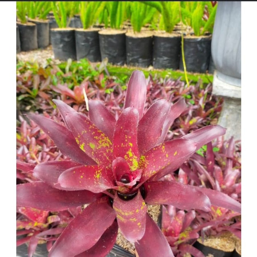 Bromelia Merah
