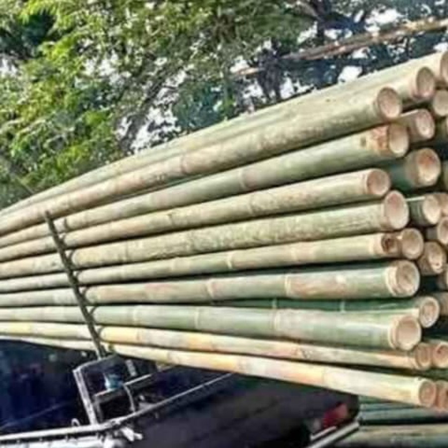 Bambu Umbul Umbul Panjang 8meter