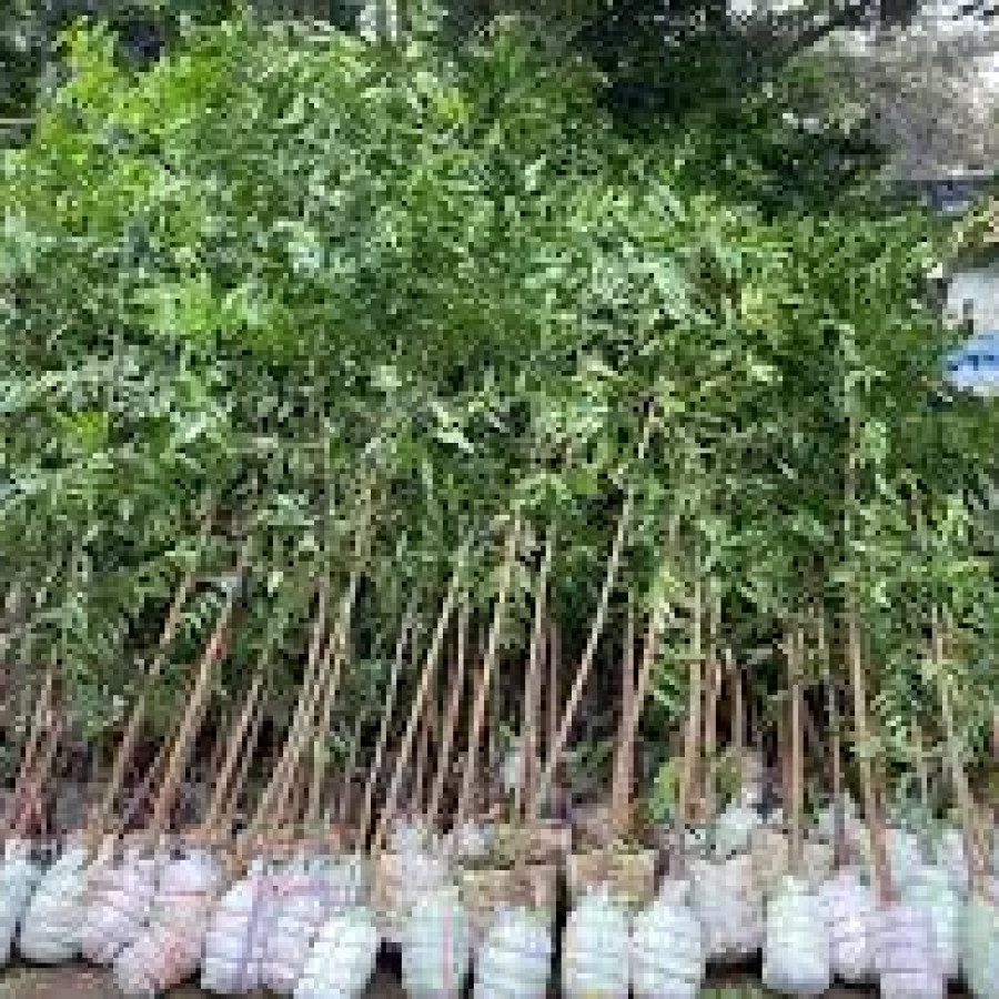 BIBIT POHON DAMAR