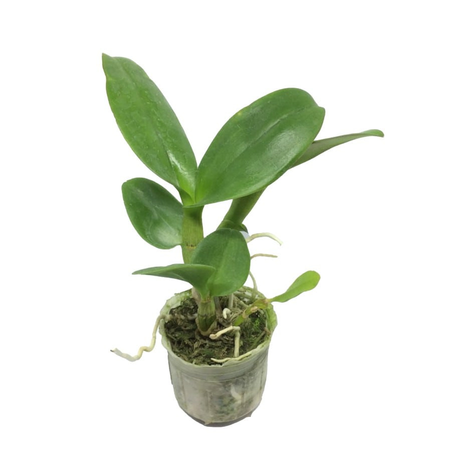 Seedling Bunga Anggrek