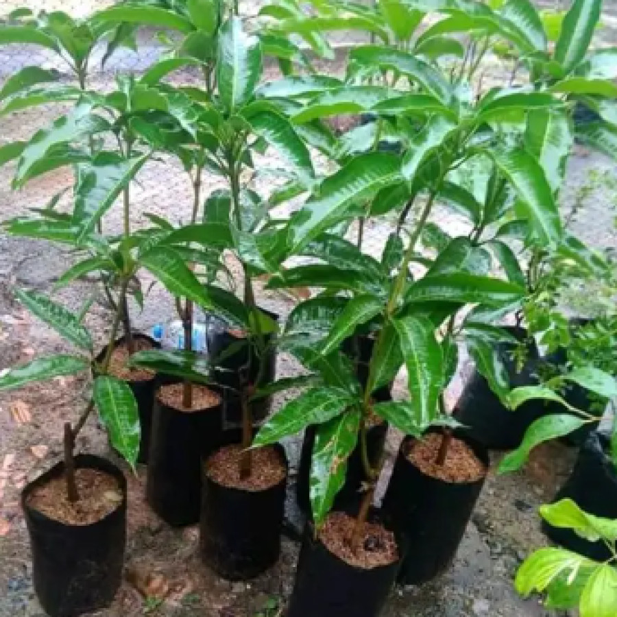 Bibit Mangga Gadung