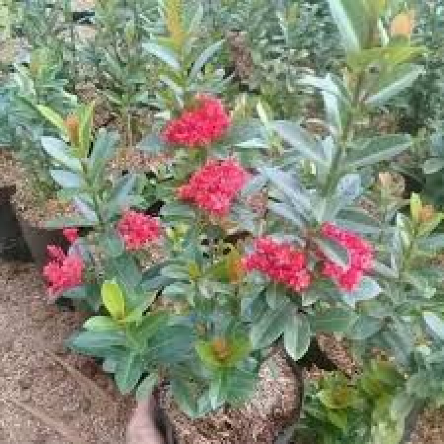 Tanaman Soka - depan
