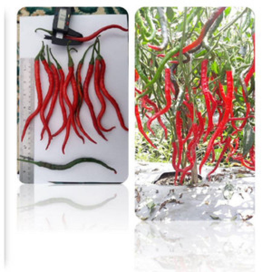 Bibit cabe tampar