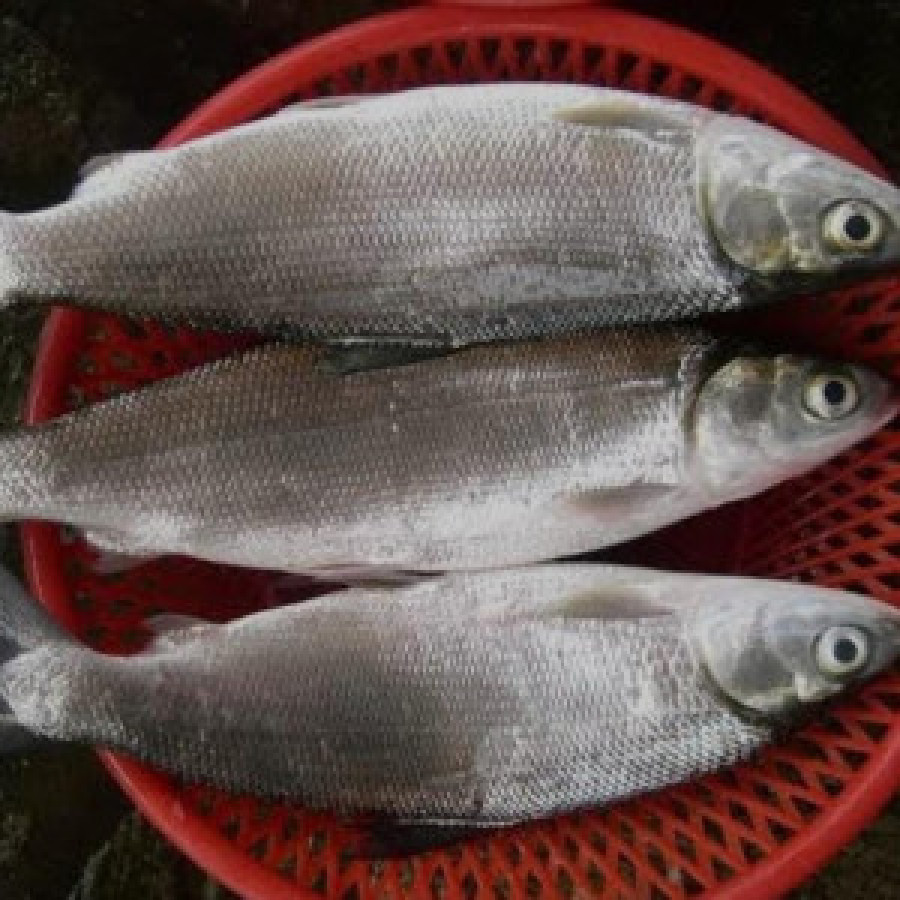 Ikan Bandeng