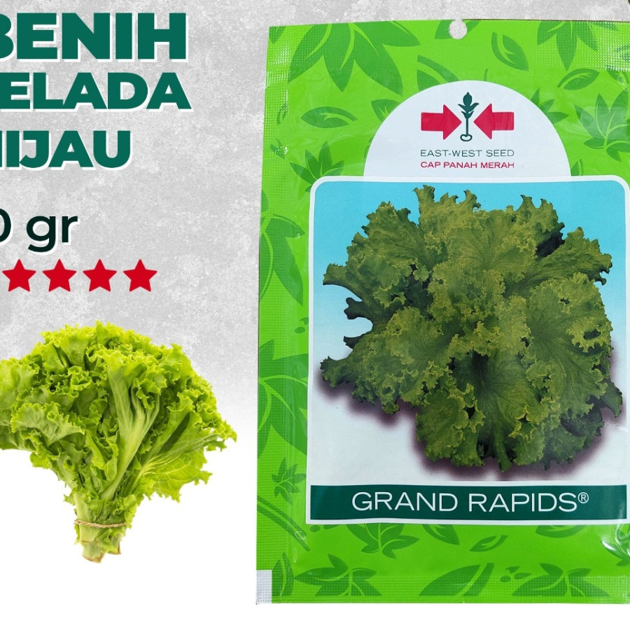 Benih/ biji selada
