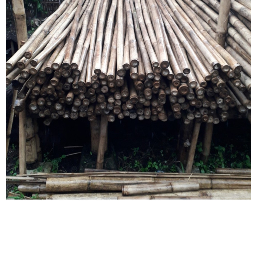 Bambu umbul-Umbul - utama