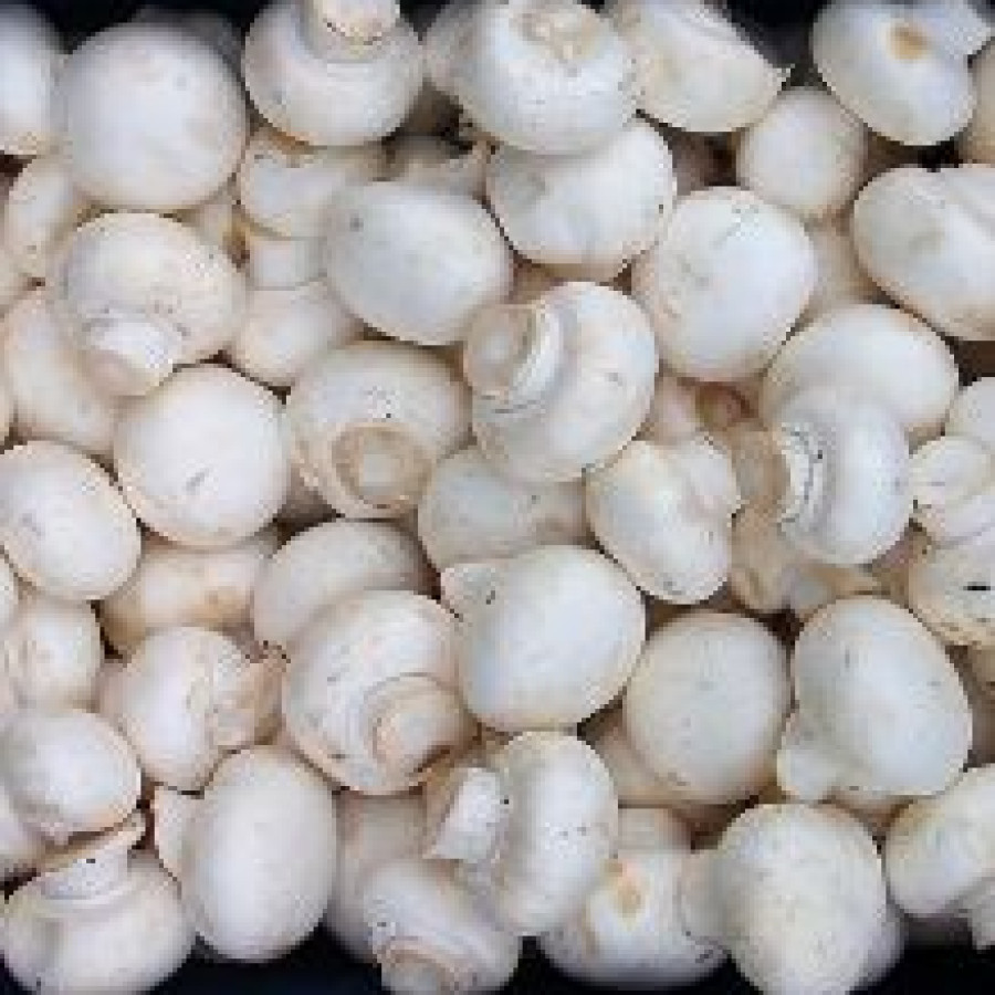 Jamur Kancing