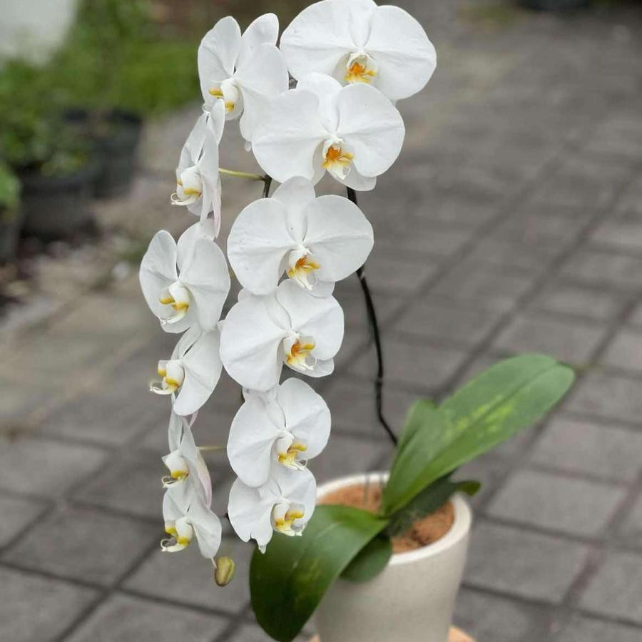 Anggrek Bulan Dewasa