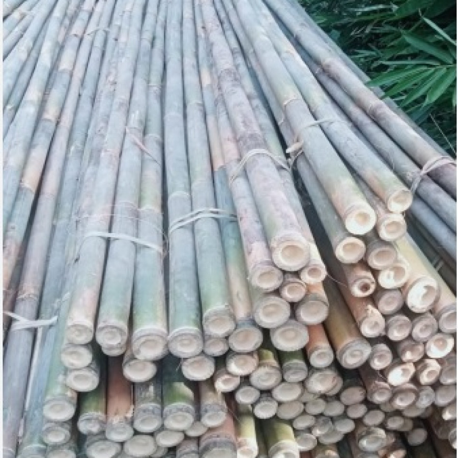 Bambu Apus