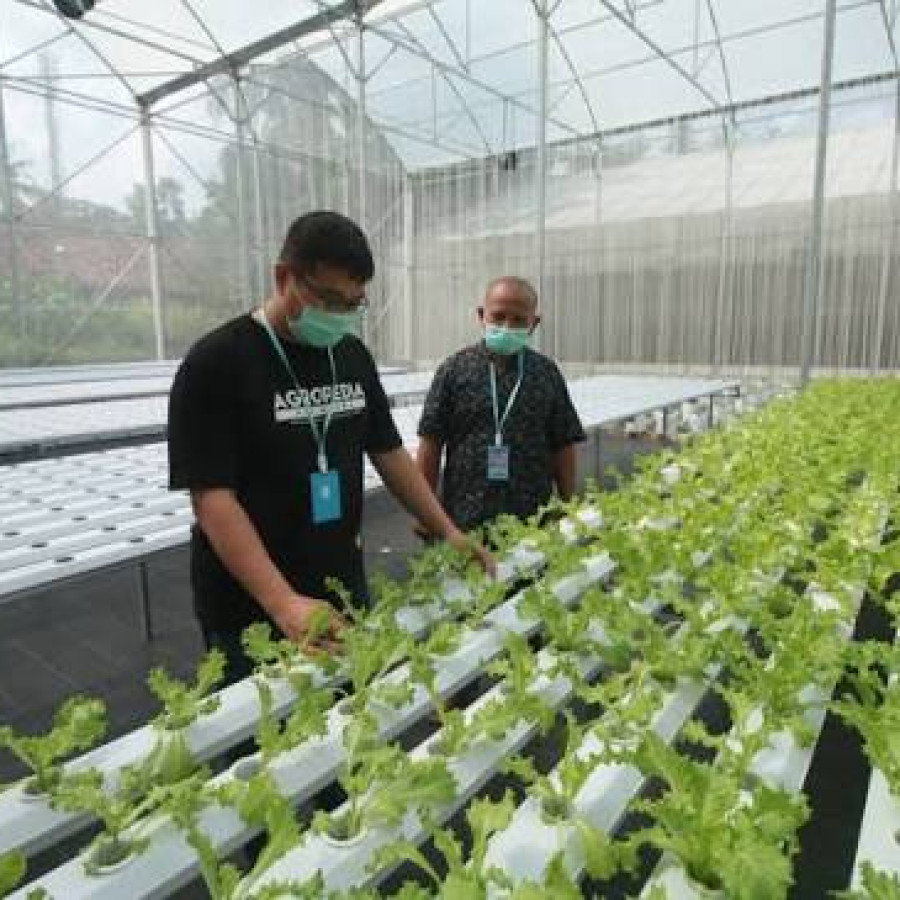 Uji kompetensi kejuruhan pembudidaya sayuran hidroponik