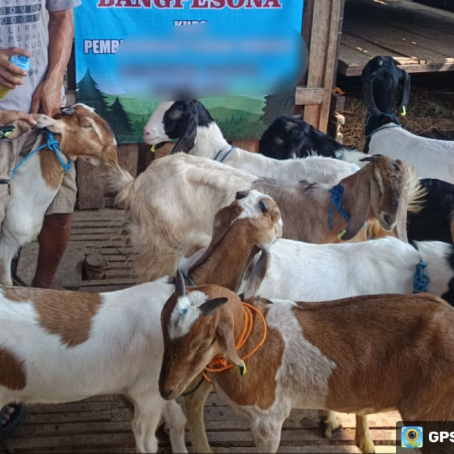 KAMBING JAWA RANDU BETINA - depan