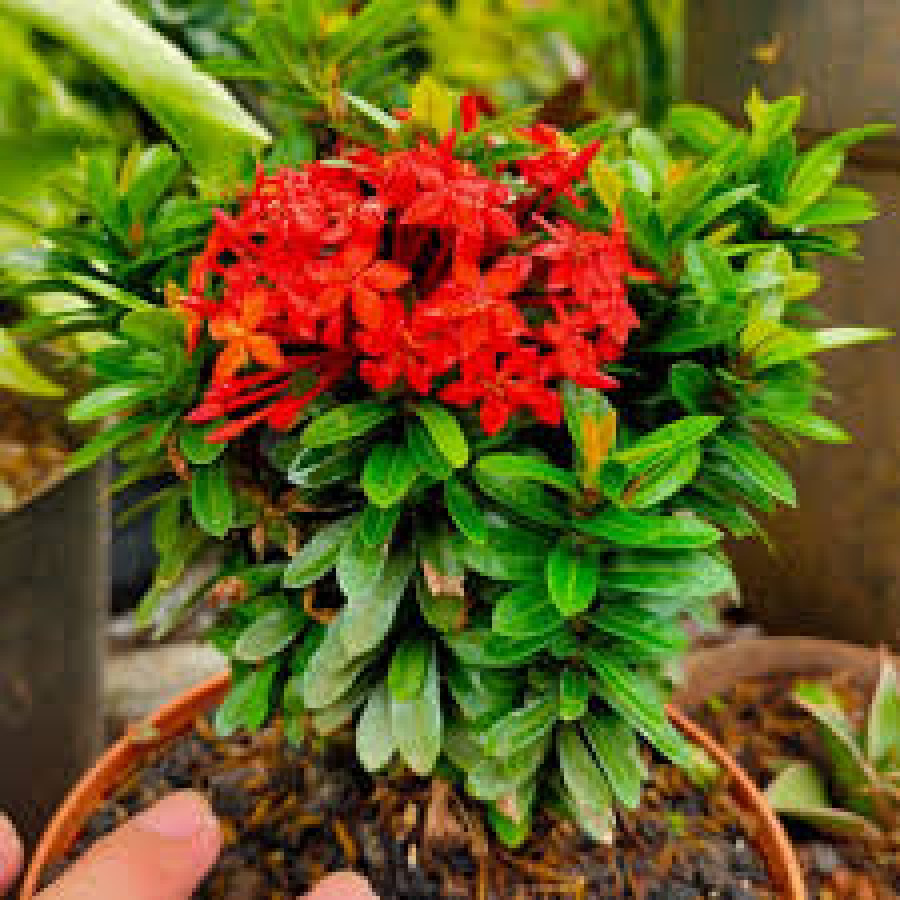 Pohon Asoka Jepang