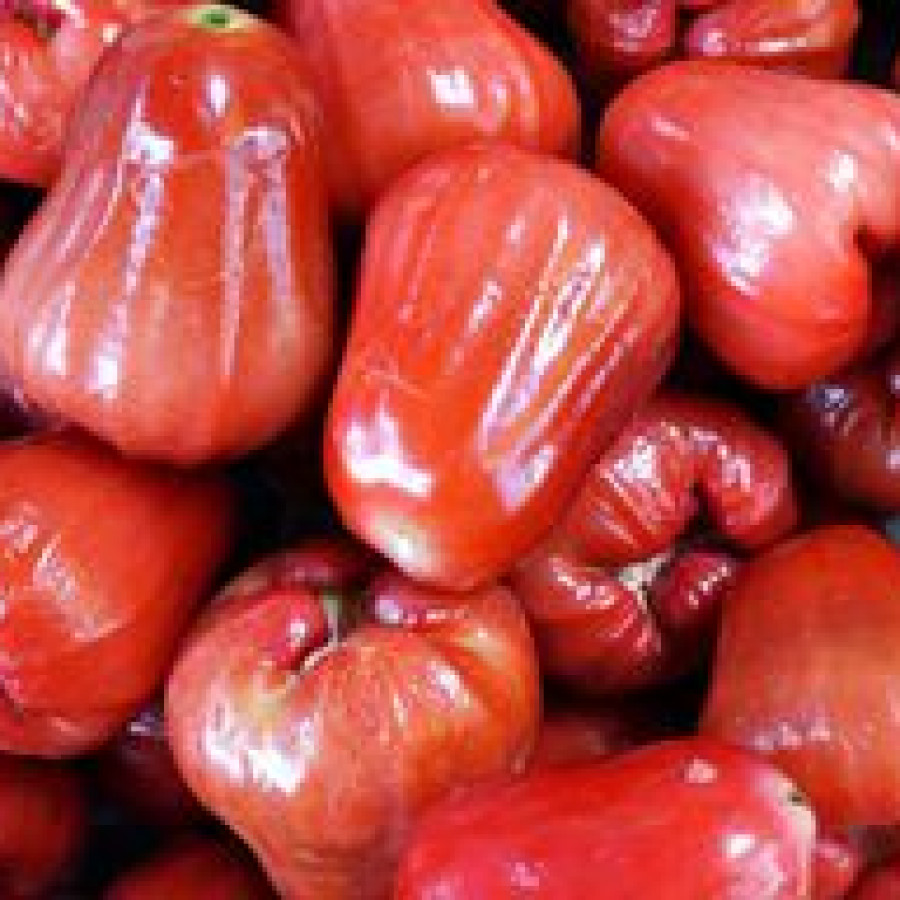 Jambu Air Citra
