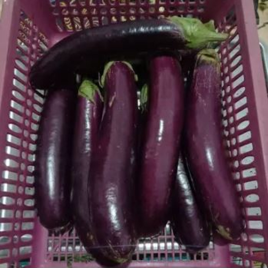 Terong 5 Buah/Kg