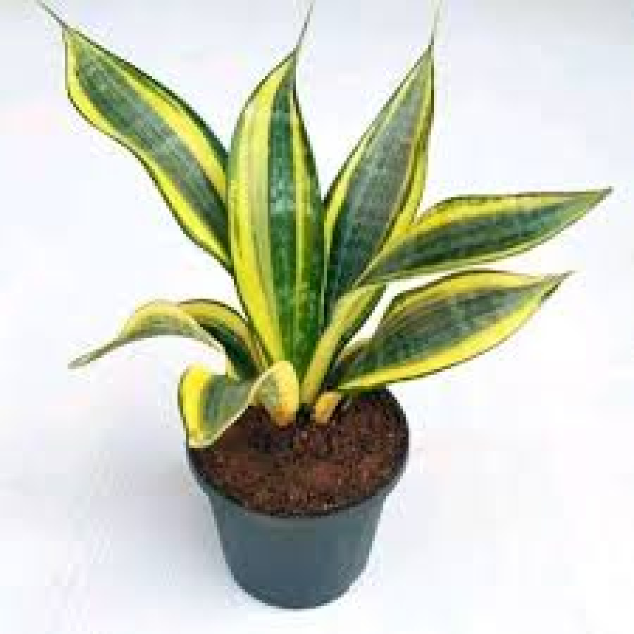 Pohon Lidah Mertua