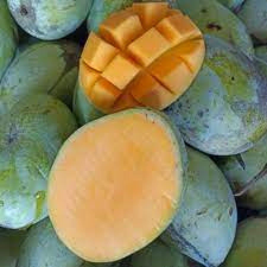 Mangga Indramayu