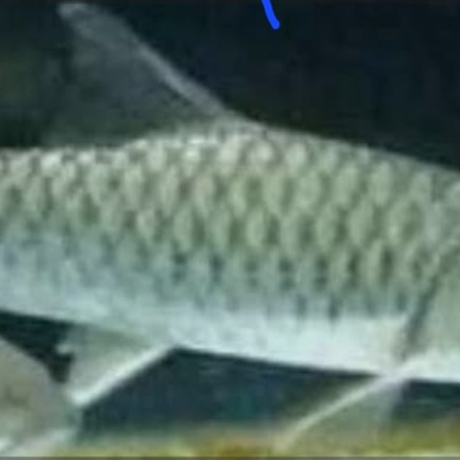 Benih Ikan Sengkaring