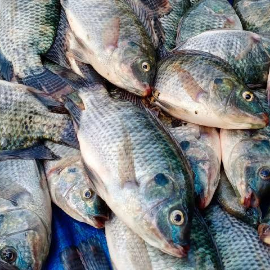 Ikan Nila Segar