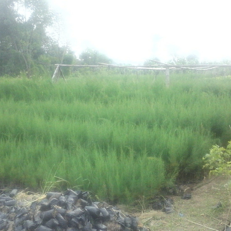 Bibit Cemara