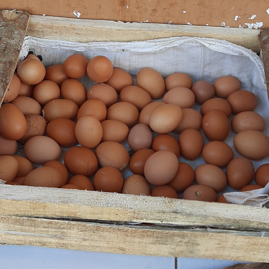 Telur Ayam - utama