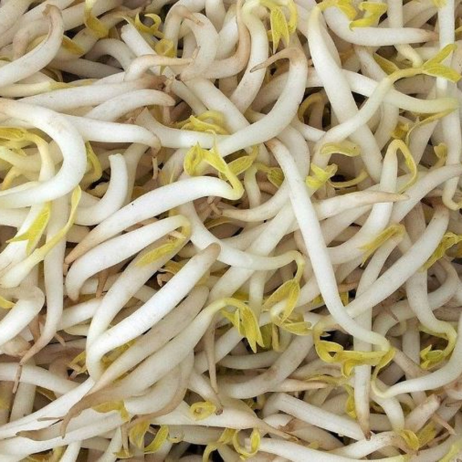Tauge Panjang Berat 1 Kg